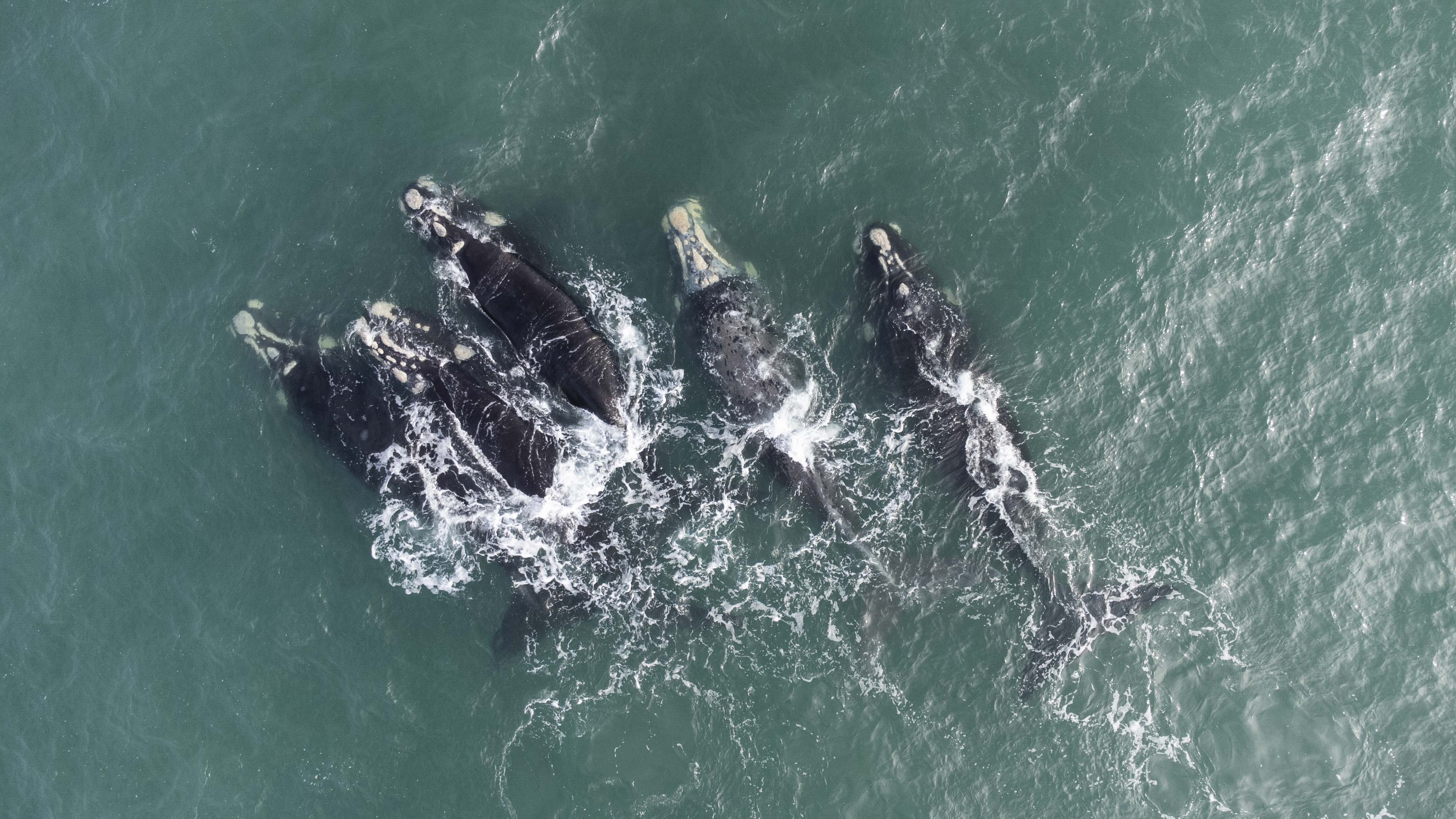 Golfo San Matías, luchar contra la avanzada fósil