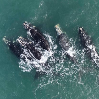 Golfo San Matías, luchar contra la avanzada fósil