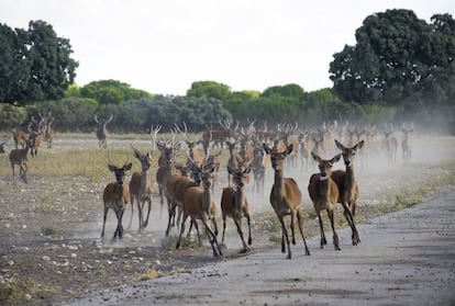 Ciervos en la finca de Arzuaga.