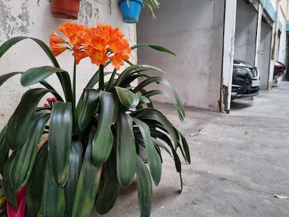 Una hermosa clivia con flores y frutos en un garaje en el barrio madrileño de Chueca.