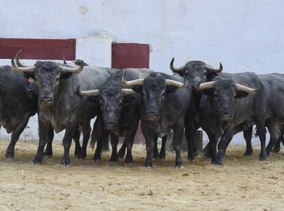 Toros de Adolfo Martín lidiados el pasado jueves en la feria de Castellón.