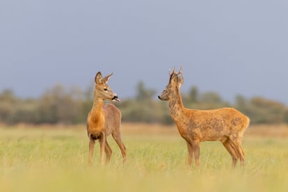 Estos dos corzos, uno de ellos burlón, fueron fotografiados en Estonia. La imagen es una de las que concurren en la edición de este año de los premios, abierta hasta el 30 de junio.