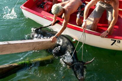 Otra de las modalidades de los <i>correbous</i> consiste en encierros en los que los mozos, muchas veces, para evitar la embestida de las vaquillas se lanzan al mar. En ocasiones no es así y el que acaba en el agua es el animal.