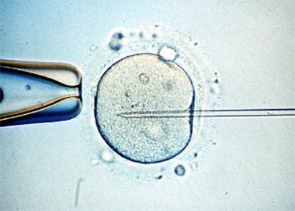 Manipulación de un embrión humano.