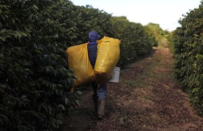 Trabalhador na época da colheita do café.