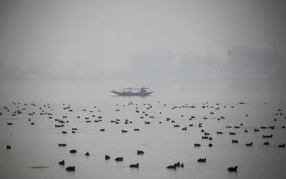 Un pescador rodeado de aves migratorias rema desde su shikara sobre las aguas del lago Dal en Srinagar, Cachemira (India).