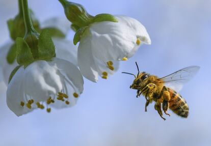 Una abeja vuela cerca de un cerezo en flor en Markendorf (Alemania).