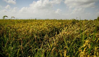 Un campo de arroz en la Albufera de Valencia. 