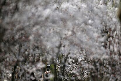 Una visitante hace una foto de los cerezos en flor en la ciudad china de Shanghái.