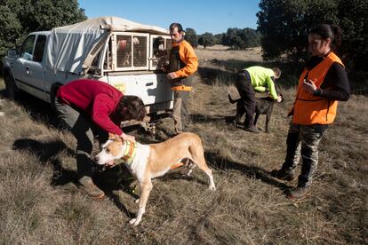 Identificación mediante collares a los perros de unos cazadores, durante una montería reciente en Soria.