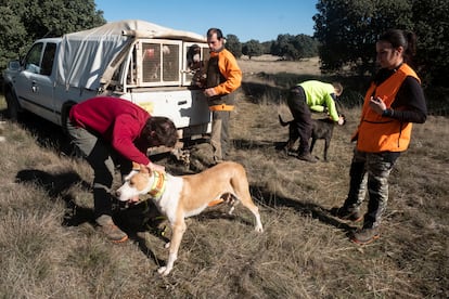 Identificación mediante collares a los perros de unos cazadores, durante una montería reciente en Soria.