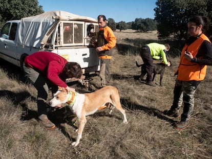 Identificación mediante collares a los perros de unos cazadores, durante una montería reciente en Soria.