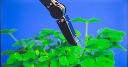 Un momento en el que un brazo robótico toca una mimosa, vídeo 'The Pudic Relation Between Machine and Plant', de Pedro Neves.