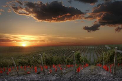 Viñedo de la Bodega del Fin del Mundo, en Neuquén, donde las plantas jóvenes se protegen contra el viento con un plástico rojo.