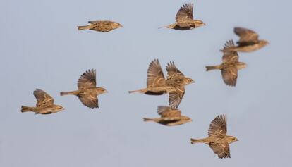 Aves migratorias durante su viaje.