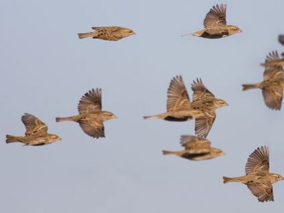 Aves migratorias durante su viaje.
