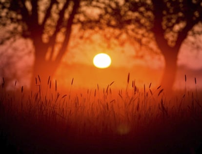 Vista del amanecer a orillas del río Oder, cerca de Reitwein im Oderbruch, en Brandeburgo (Alemania).