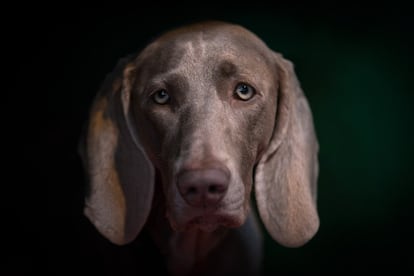 El fotógrafo Matt Cardy, de la agencia Getty Images se dedicó a fotografíar a los perros que participaban en el evento 'Best in Show' que se celebra en Birmingham, Inglaterra. En la foto un perro de la raza Braco de Weimar.