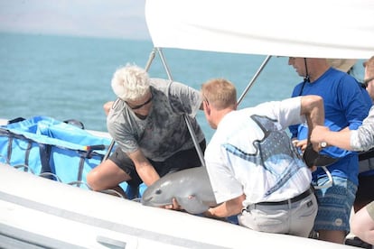 Varios expertos sostienen un ejemplar de vaquita marina en México en octubre.