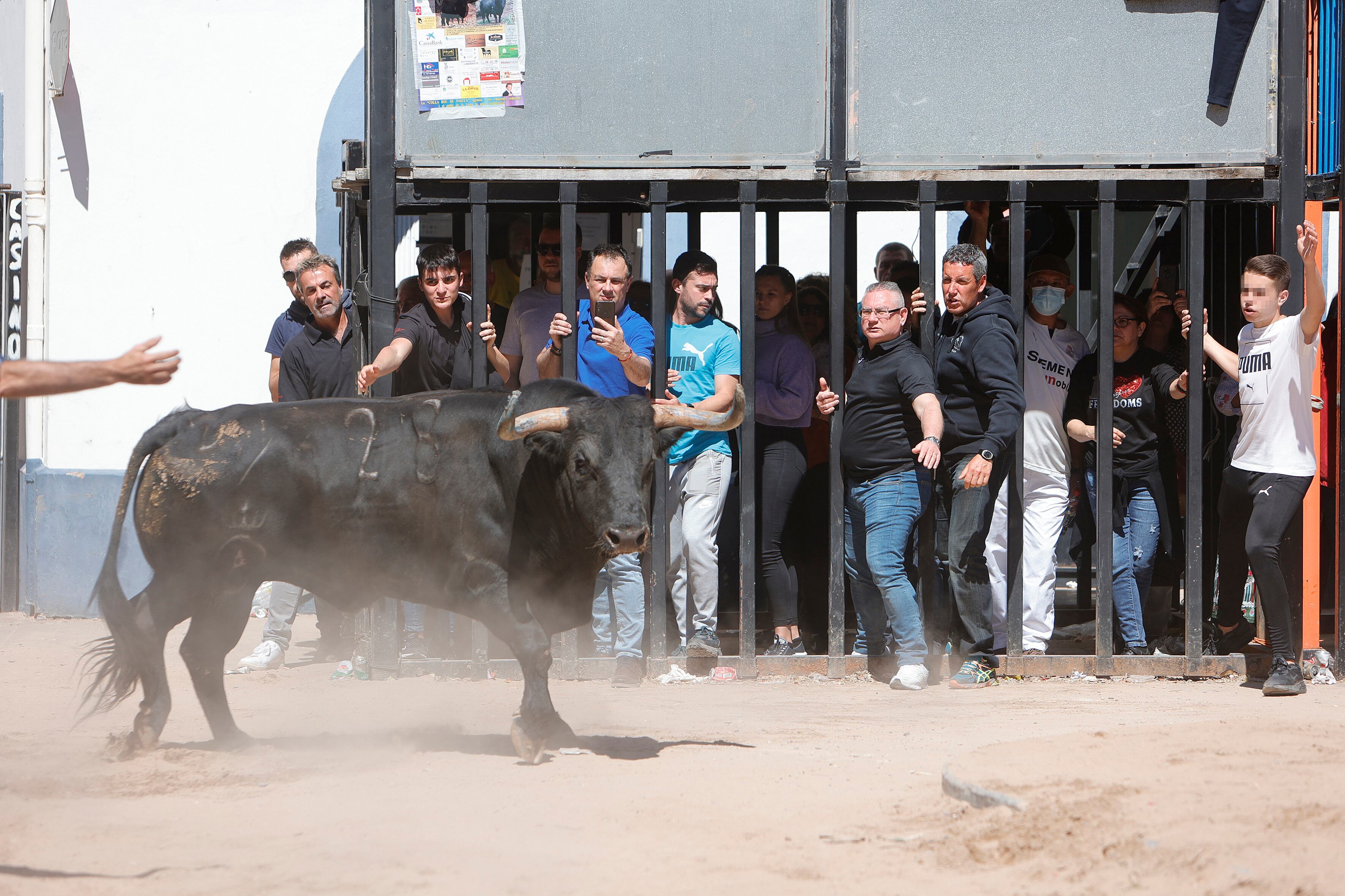 Herido un menor de edad al ser corneado por un toro en los festejos de Vilamarxant 