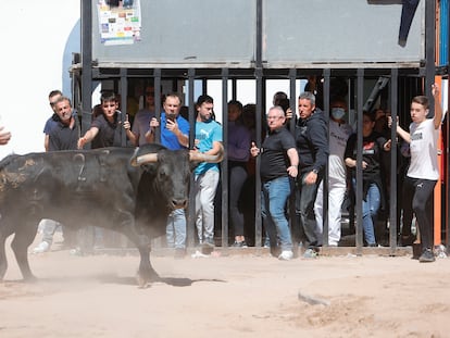 Imágenes de los 'bous al carrer' en la localidad castellonense de La Llosa durante sus fiestas de abril de este año.