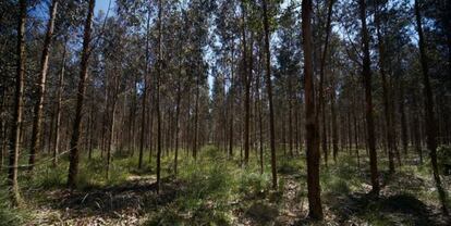 Bosques propiedad de Ence. 