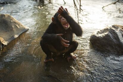 La pequeña chimpancé Hawa, de tres años, juega en la orilla del río Niger durante uno de sus paseos diarios en el Centro de Conservación de Chimpancés. Hawa fue rescatada de los cazadores furtivos por miembros del proyecto GALF, que protegen a las especies amenazadas por la criminalidad en la República de Guinea. Los cazadores mataron a su madre y se la comieron.