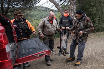 Un grupo de cazadores durante una batida en la sierra de Collserola para el control poblacional de jabalís, el 11 de diciembre de 2021.
