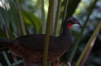 Se ubica cerca de la laguna de Rodrigo de Freitas, atravesado por el río Dos Macacos, que desemboca en ella. En la imagen, un ejemplar de Penelope en el Jardín Botánico de Río de Janeiro (Brasil).