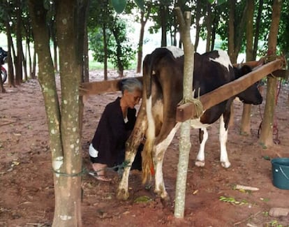 Maria Paula Flores, del Comité de Yasy Kany en la zona norte de Paraguay, en el proceso de ordeñe de la leche que irá luego a un acopiador