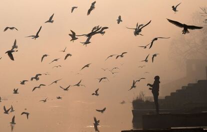 Un hombre da de comer a un grupo de aves migratorias a las orillas del río Yamuna, en Nueva Delhi.