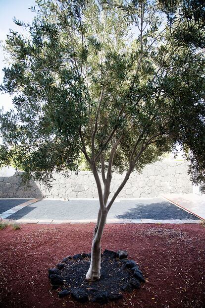 "Los olivos, símbolo de paz y sabiduría, son su paisaje", dice Pilar del Río. El que hay en el patio de la biblioteca llegó en una maceta entre las piernas del escritor desde su Azinhaga natal.