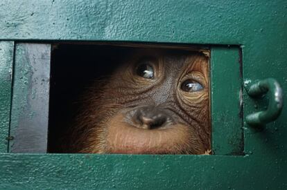 El orangután Bon Bon mira desde el interior de una jaula tras su llegada al aeropuerto de Kualanamu en Deli Serdang (Sumatra).