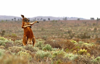 Treino de kung fu (estilo australiano). Esta imagem é obra do fotógrafo russo Andrey Gilchov. Ele diz ter feito a foto na Austrália no começo da manhã. “Estava fazendo alongamentos de um jeito engraçado. Pelo menos é isso que ele quer que pensemos”, diz o autor da imagem.