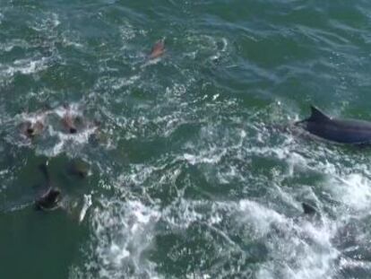 Los cetáceos nadan cerca de la cabeza de las ballenas para que se creen olas