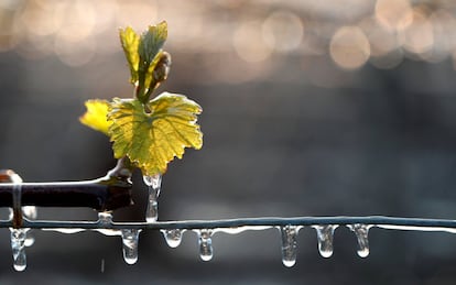 "Instalamos calentadores en algunas de nuestras parcelas, pero cuando bajamos de -5 ° C, son ineficaces", declaran los trabajadores. En la imagen, detalle de los viñedos cubiertos de agua congelada.