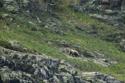 Uno de los registros fotográficos de la ONG Depana, donde se ve a uno de los cachorros de osos en el Val d'Arán.