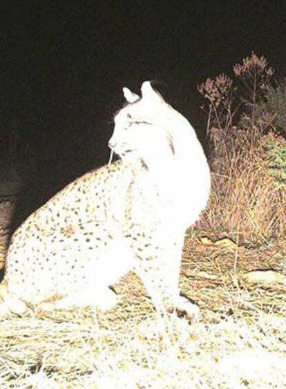 El lince que no huyó del flas.