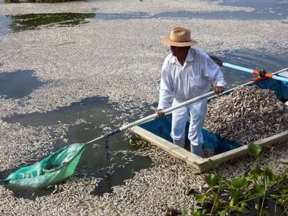 Pescadores recolectan peces muertos en Cajititlán (México).