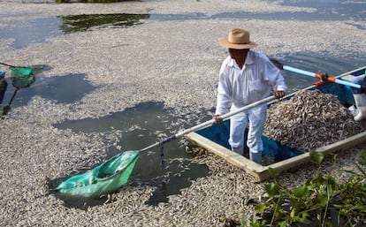 Pescadores recolectan peces muertos en Cajititln (Mxico).