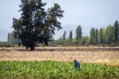 Un campesino trabaja la tierra en Paine, Chile