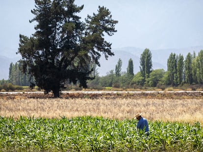 Un campesino trabaja la tierra en Paine, Chile.