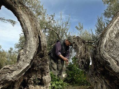 Un agricultor de Jaén instala un dispositivo de riego por goteo para los olivos.