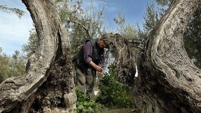 Un agricultor de Jaén instala un dispositivo de riego por goteo para los olivos.