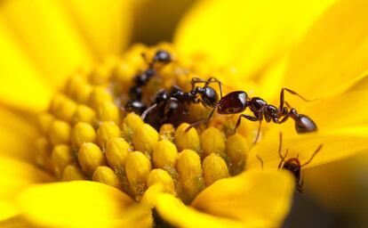 Hormigas del género Solenopsis segregan uno de los anitimicrobianos más potentes de entre los insectos sociales.