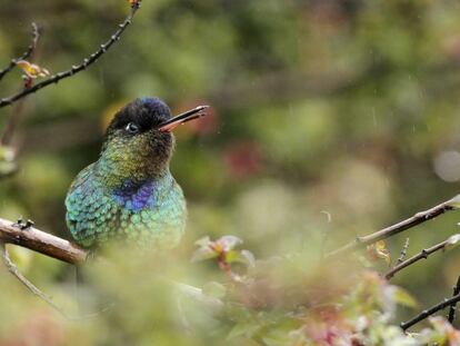 Un colibr&iacute; captado cerca del volc&aacute;n Iraz&uacute;, en Costa Rica