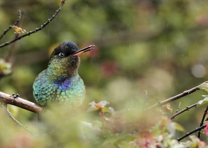 Un colibr&iacute; captado cerca del volc&aacute;n Iraz&uacute;, en Costa Rica