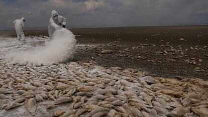 Trabajadores municipales cubren los cadáveres de peces con cal en Anáhuac, Chihuahua, el 7 de junio 2024.