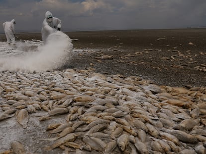 Trabajadores municipales cubren los cadáveres de peces con cal en Anáhuac, Chihuahua, el 7 de junio 2024.
