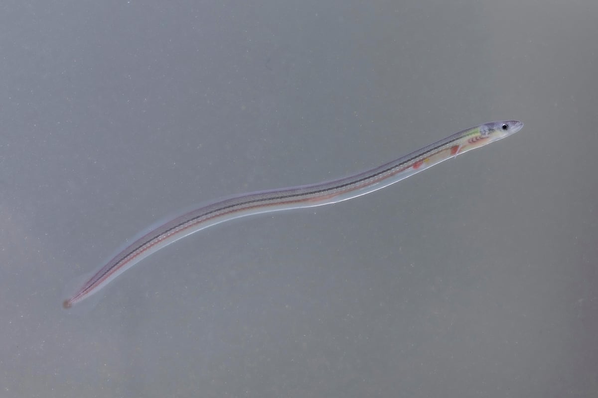 La angula: controversia y amenazas